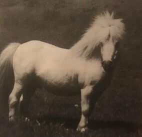#sunridgeminiatureshetlands#sunridge#witcombehanibal#hanibal#oxgangscipio#scipio#oxgangmagnesium#magnesium#sunridgecopper#copper#megan#dyer#megandyer#miniatureshetlandponies#miniatureshetlandpony#shetlandponies#shetlandpony#miniature#shetlands#shetland#stallion#colt#stud#breeding#youngstock#stallions#pony#ponies#sire#dam#SPSBS#society#ponystudbook#shetlandponystudbooksociety#show#showing#inhand#shetlandislands#eigerstud#kerswellstud#halstockstud#blackertorstud#snelsmorestud#tawnastud#buxtedstud