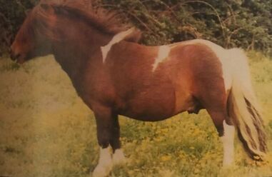 #sunridgeminiatureshetlands#sunridge#witcombehanibal#hanibal#oxgangscipio#scipio#oxgangmagnesium#magnesium#sunridgecopper#copper#megan#dyer#megandyer#miniatureshetlandponies#miniatureshetlandpony#shetlandponies#shetlandpony#miniature#shetlands#shetland#stallion#colt#stud#breeding#youngstock#stallions#pony#ponies#sire#dam#SPSBS#society#ponystudbook#shetlandponystudbooksociety#show#showing#inhand#shetlandislands#eigerstud#kerswellstud#halstockstud#blackertorstud#snelsmorestud#tawnastud#buxtedstud