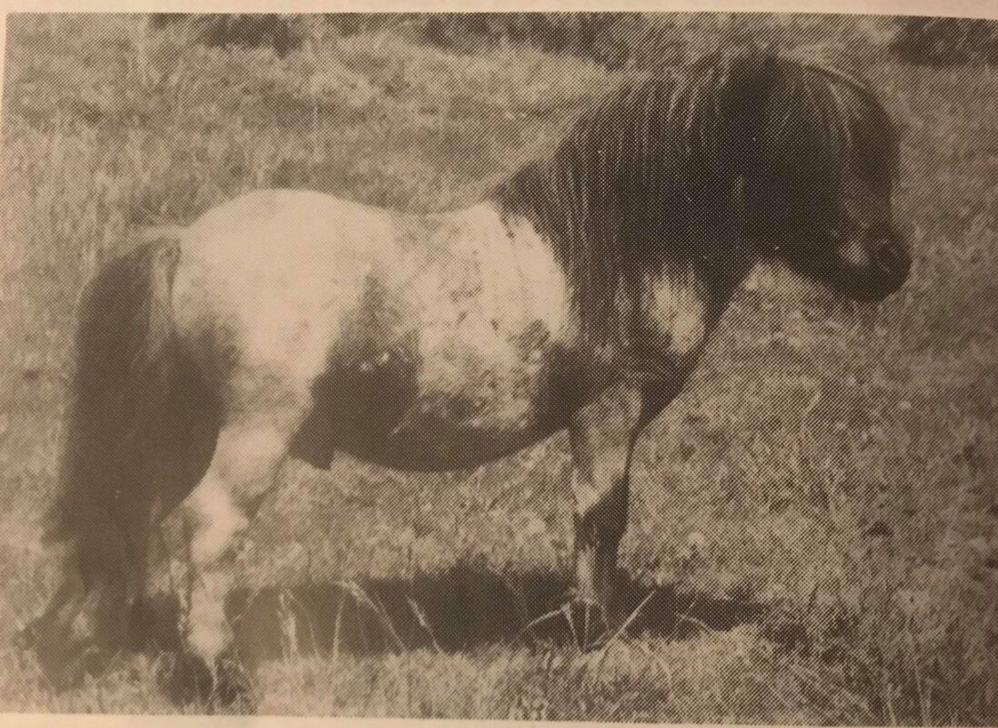 #sunridgeminiatureshetlands#sunridge#witcombehanibal#hanibal#oxgangscipio#scipiooxgangmagneisum#magnesium#sunridgecopper#copper#megan#dyer#megandyer#miniatureshetlandponies#miniatureshetlandpony#shetlandponies#shetlandpony#miniature#shetlands#shetland#stallion#colt#stud#breeding#youngstock#stallions#pony#ponies#sire#dam#SPSBS#society#ponystudbook#shetlandponystudbooksociety#show#showing#inhand#shetlandislands#eigerstud#kerswellstud#halstockstud#blackertorstud#snelsmorestud#tawnastud#buxtedstud