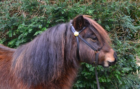 #sunridgeminiatureshetlands#sunridge#witcombehanibal#hanibal#oxgangscipio#scipio#oxgangmagnesium#magnesium#sunridgecopper#coppe#megan#dyer#megandyer#miniatureshetlandponies#miniatureshetlandpony#shetlandponies#shetlandpony#miniature#shetlands#shetland#stallion#colt#stud#breeding#youngstock#stallions#pony#ponies#sire#dam#SPSBS#society#ponystudbook#shetlandponystudbooksociety#show#showing#inhand#shetlandislands#eigerstud#kerswellstud#halstockstud#blackertorstud#snelsmorestud#tawnastud#buxtedstud