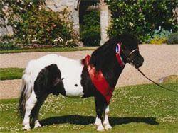 #sunridgeminiatureshetlands#sunridge#witcombehanibal#hanibal#oxgangscipio#scipio#megan#dyer#megandyer#miniatureshetlandponies#miniatureshetlandpony#shetlandponies#shetlandpony#miniature#shetlands#shetland#stallion#colt#stud#breeding#youngstock#stallions#pony#ponies#sire#dam#SPSBS#society#ponystudbook#shetlandponystudbooksociety#show#showing#inhand#shetlandislands#eigerstud#kerswellstud#halstockstud#blackertorstud#snelsmorestud#tawnastud#buxtedstud