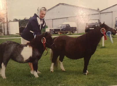 #sunridgeminiatureshetlands#sunridge#witcombehanibal#hanibal#oxgangscipio#scipio#oxgangmagnesium#magnesium#sunridgecopper#coppermegan#dyer#megandyer#miniatureshetlandponies#miniatureshetlandpony#shetlandponies#shetlandpony#miniature#shetlands#shetland#stallion#colt#stud#breeding#youngstock#stallions#pony#ponies#sire#dam#SPSBS#society#ponystudbook#shetlandponystudbooksociety#show#showing#inhand#shetlandislands#eigerstud#kerswellstud#halstockstud#blackertorstud#snelsmorestud#tawnastud#buxtedstud